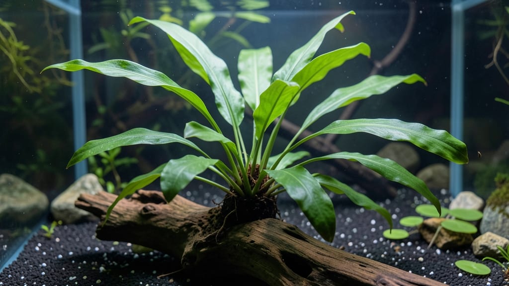 How Tall Does Java Fern Grow: Ideal Height Range & Aquarium Placement Tips